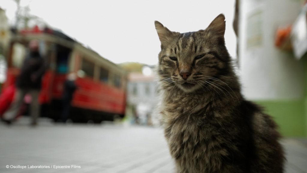 Photo du film Kedi, des chats et des hommes