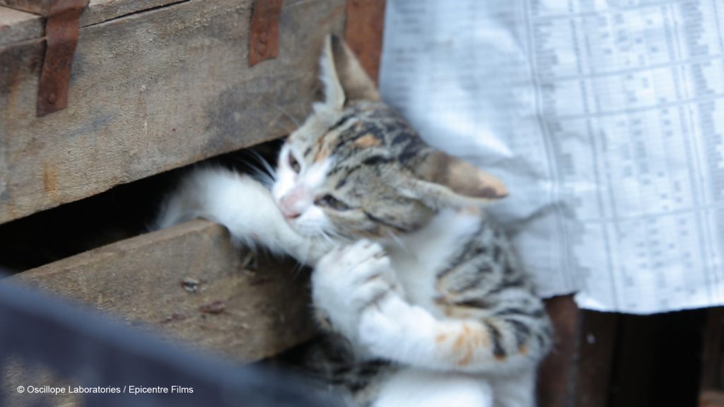 Photo du film Kedi, des chats et des hommes