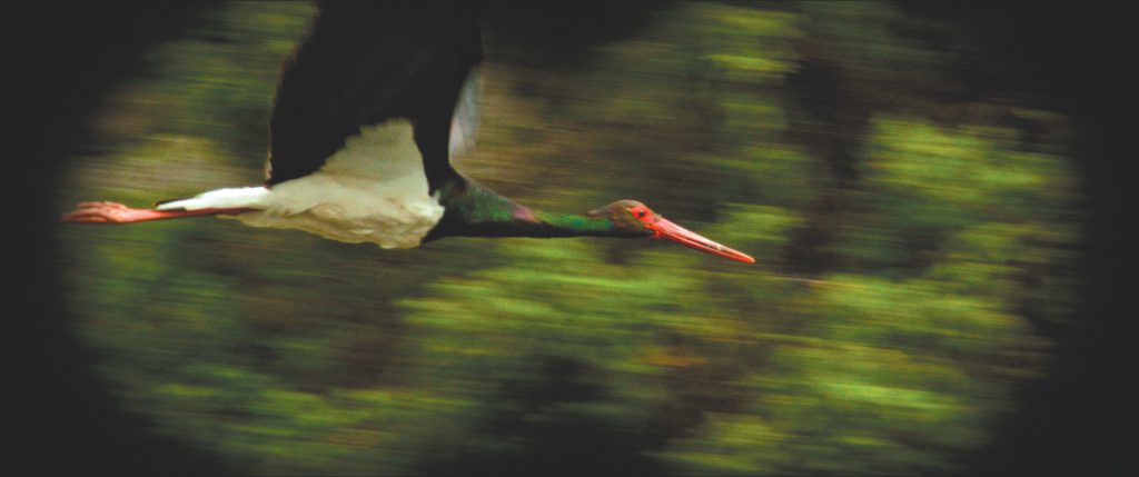 Photo du film L’Ornithologue