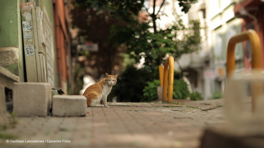 Photo du film Kedi, des chats et des hommes