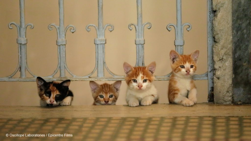 Photo du film Kedi, des chats et des hommes