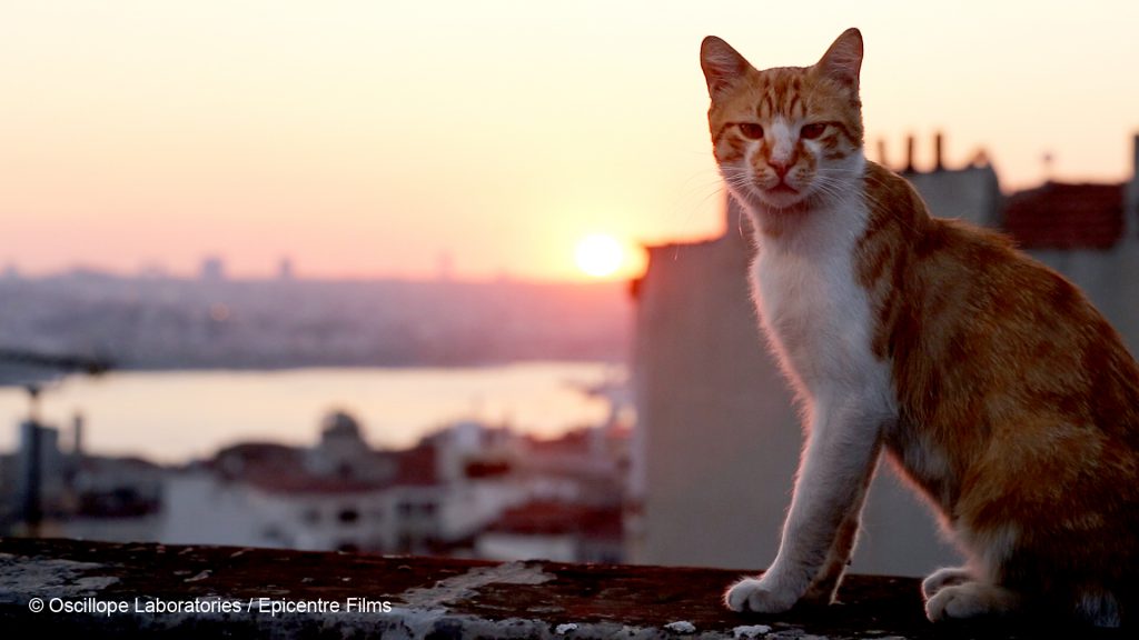 Photo du film Kedi, des chats et des hommes