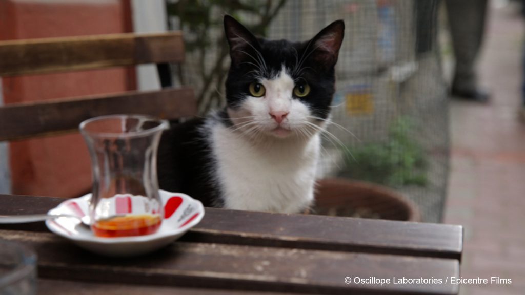 Photo du film Kedi, des chats et des hommes