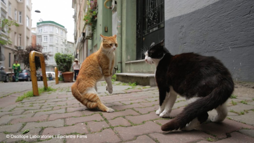 Photo du film Kedi, des chats et des hommes