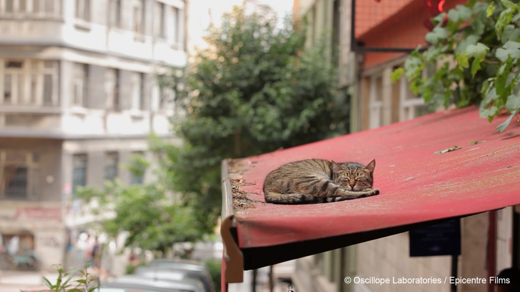 Photo du film Kedi, des chats et des hommes